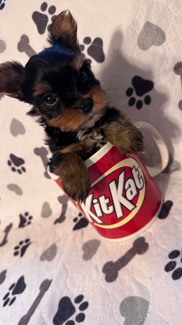 Yorkshire Terrier Puppies male Tiny Boys media 10