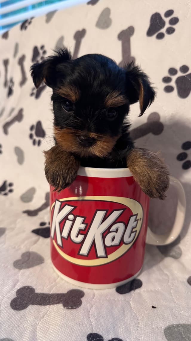 Yorkshire Terrier Puppies male Tiny Boys media 13