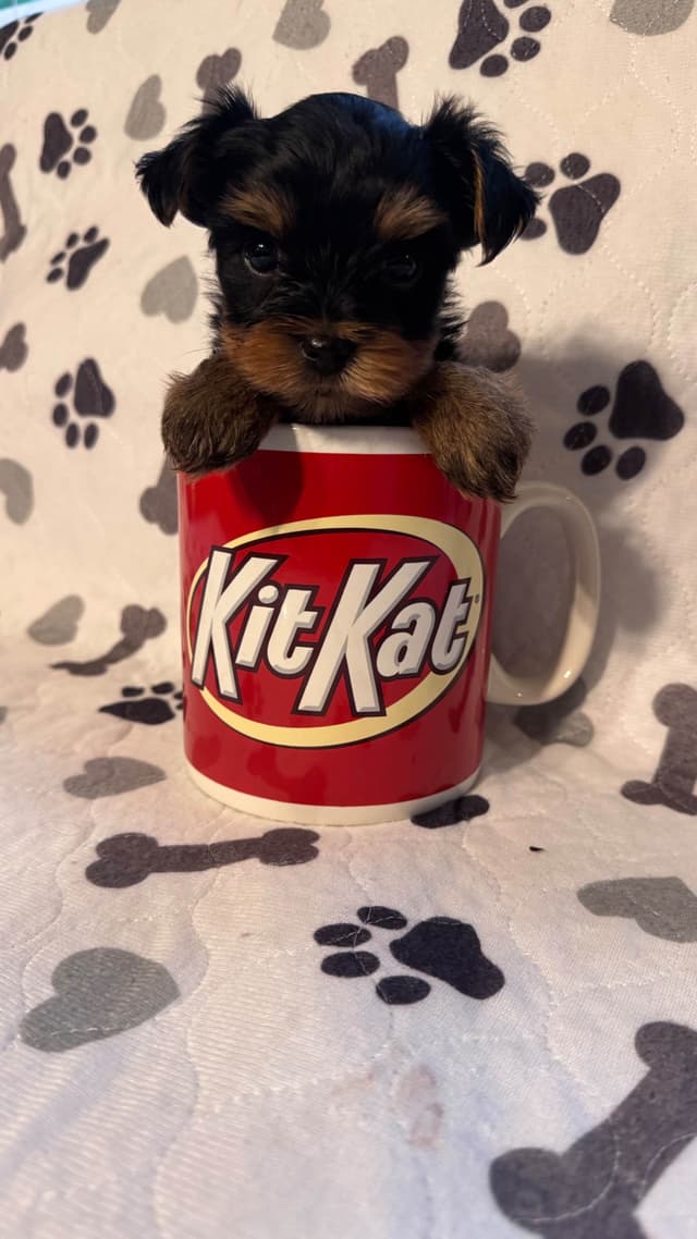 Yorkshire Terrier Puppies male Tiny Boys media 14