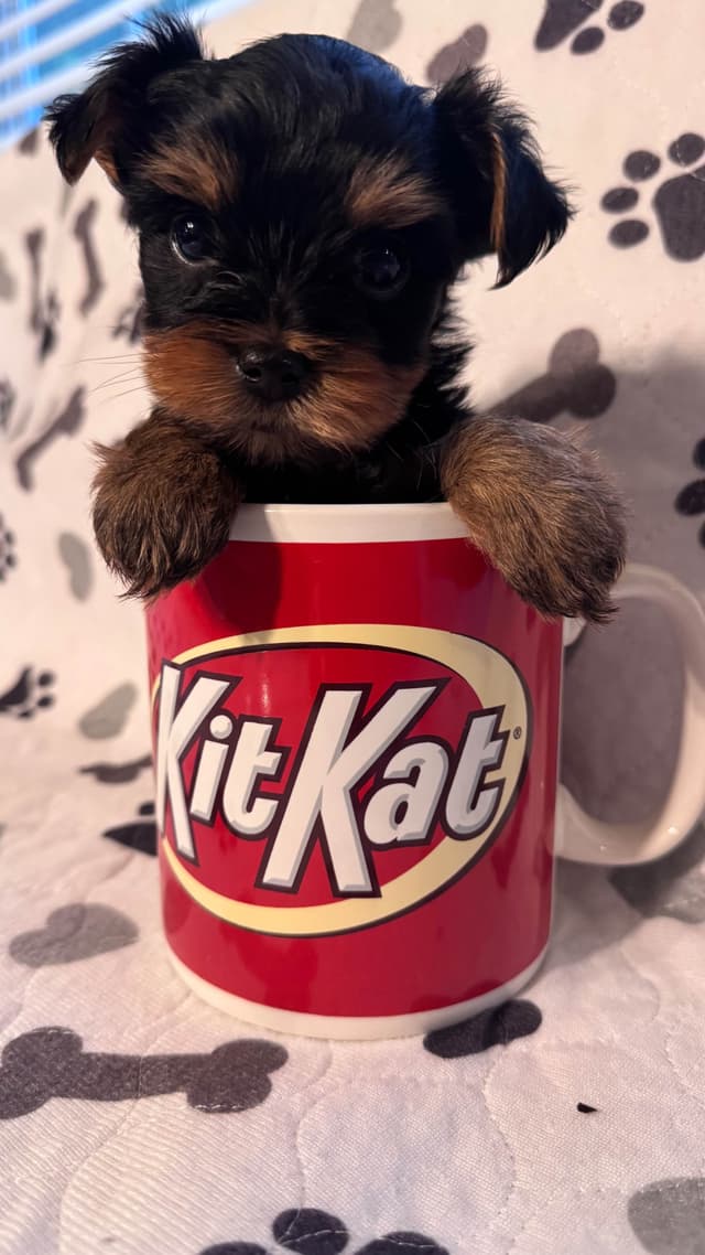 Yorkshire Terrier Puppies male Tiny Boys media 16