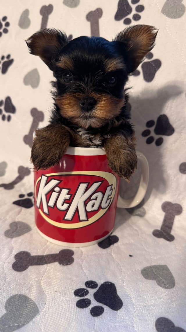 Yorkshire Terrier Puppies male Tiny Boys media 15