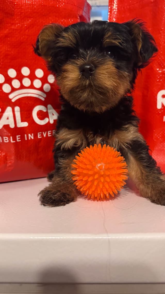 Yorkshire Terrier Puppies male Tiny Boys media 3