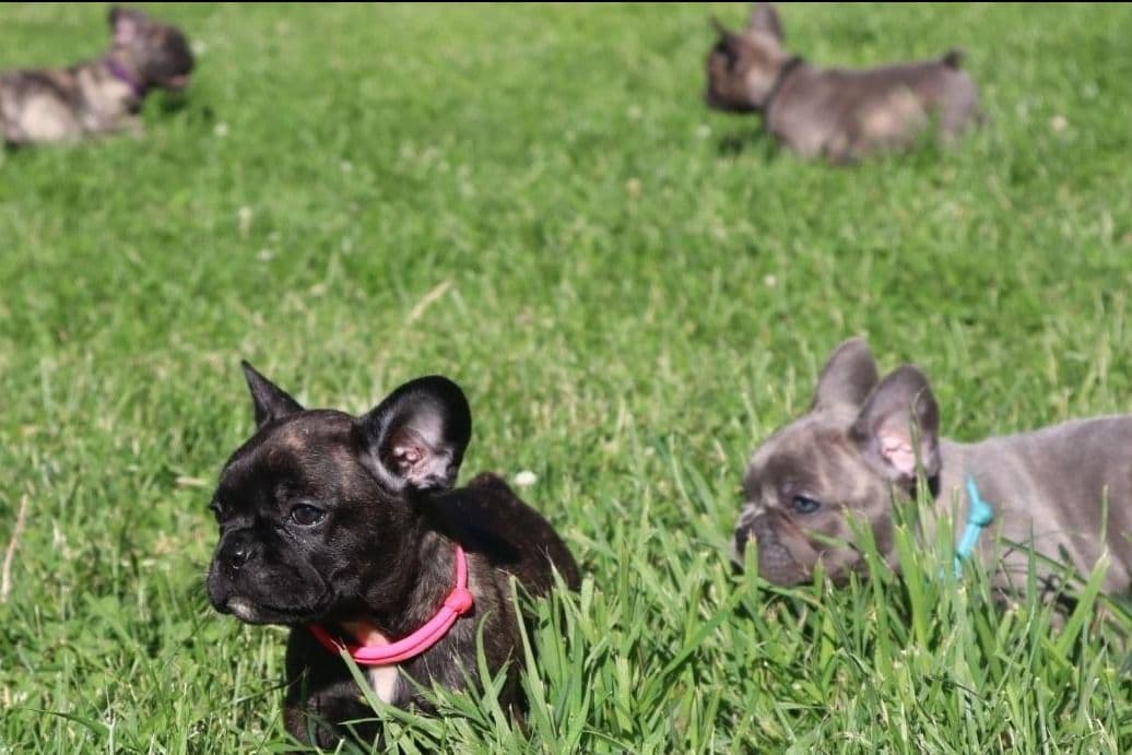 French Bulldog Puppies breeder image 2