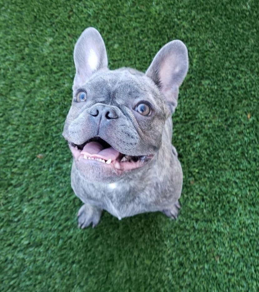French Bulldog Puppies breeder image 3