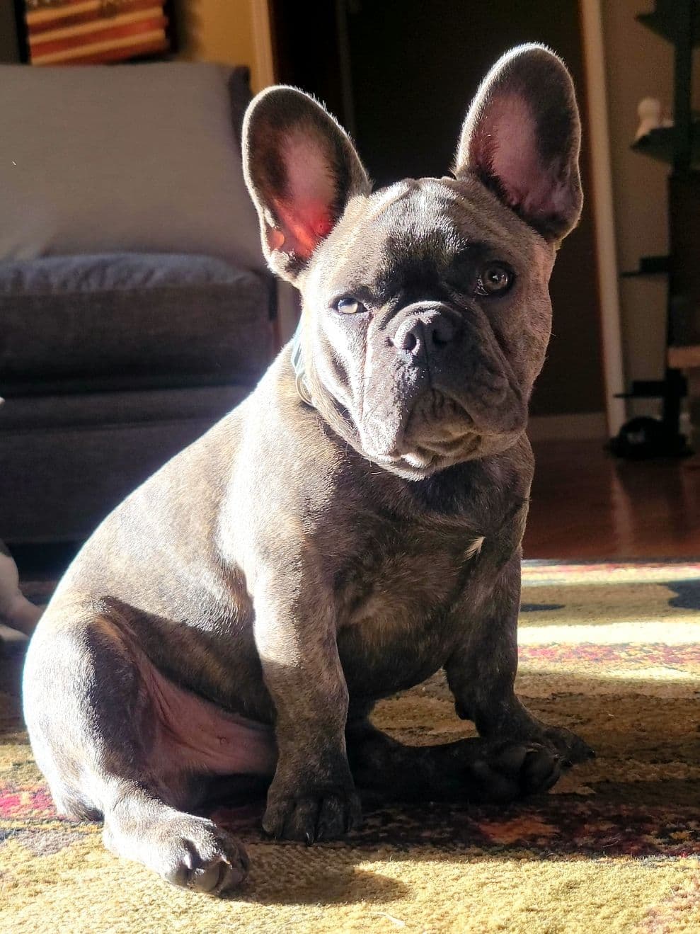 French Bulldog Puppies breeder image 4
