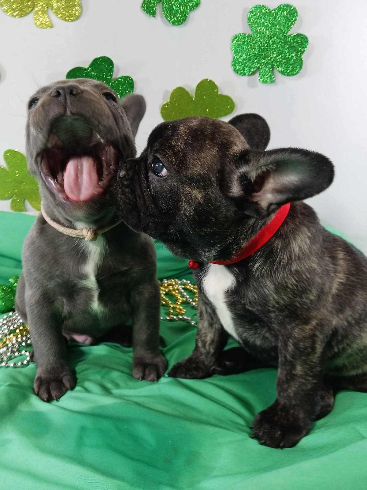 French Bulldog Puppies breeder image 5