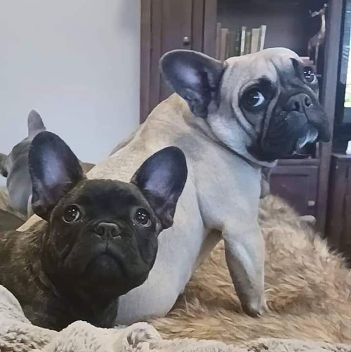 French Bulldog Puppies breeder image 6