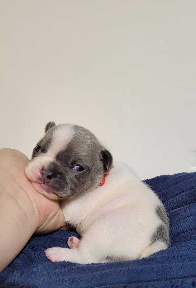 French Bulldog Puppies media 2