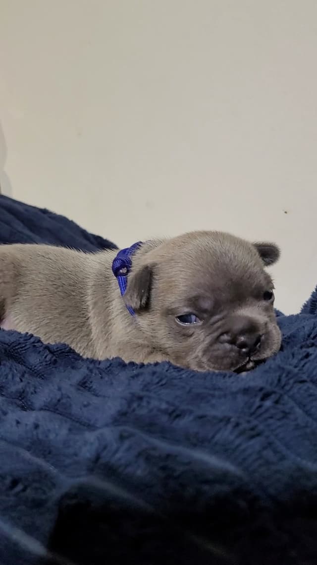 French Bulldog Puppies media 4