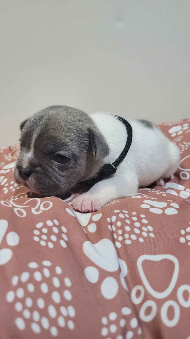 French Bulldog Puppies media 5