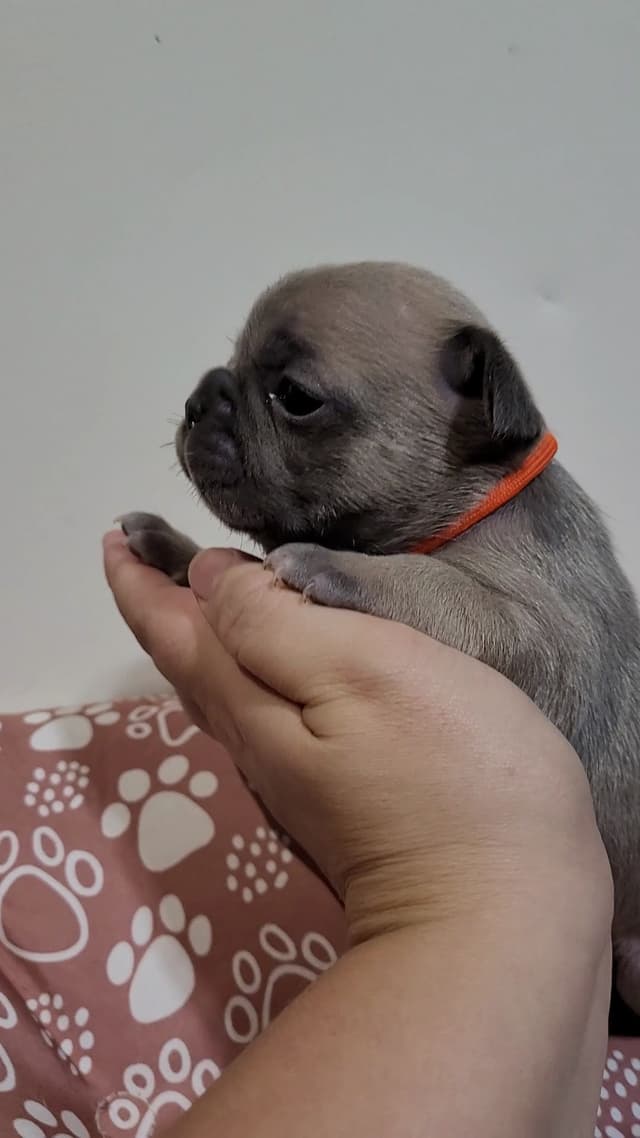 French Bulldog Puppies media 12