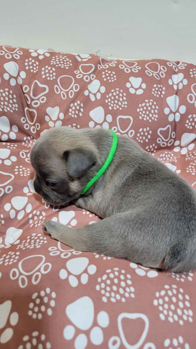 French Bulldog Puppies media 7
