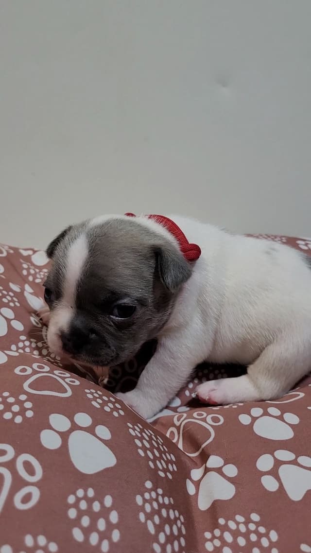 French Bulldog Puppies media 10