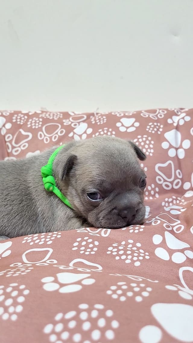 French Bulldog Puppies media 9