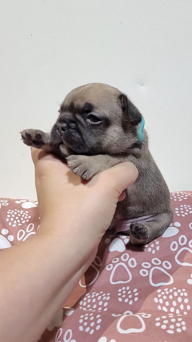 French Bulldog Puppies media 17