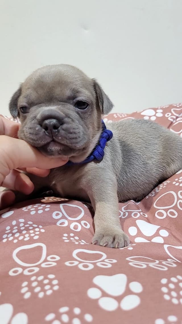 French Bulldog Puppies media 18