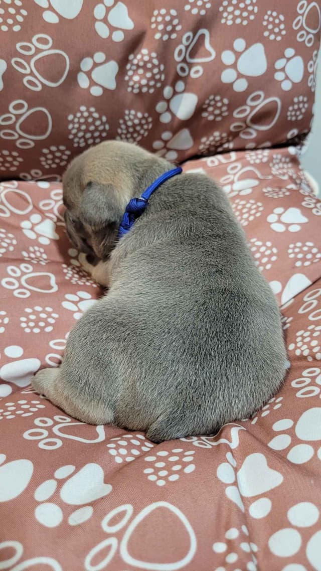 French Bulldog Puppies media 19