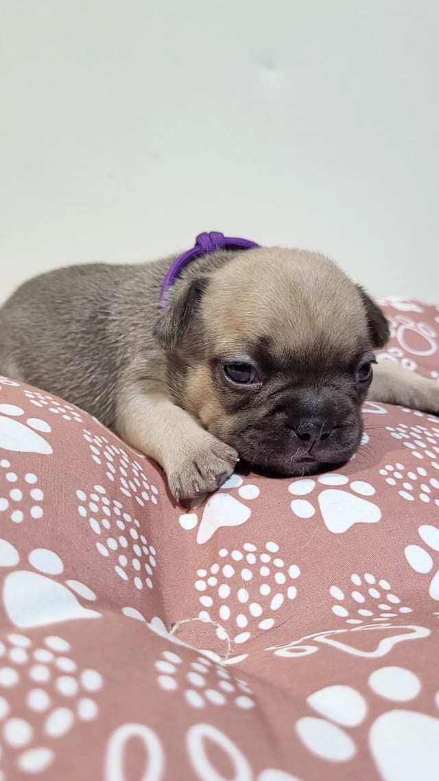 French Bulldog Puppies media 20