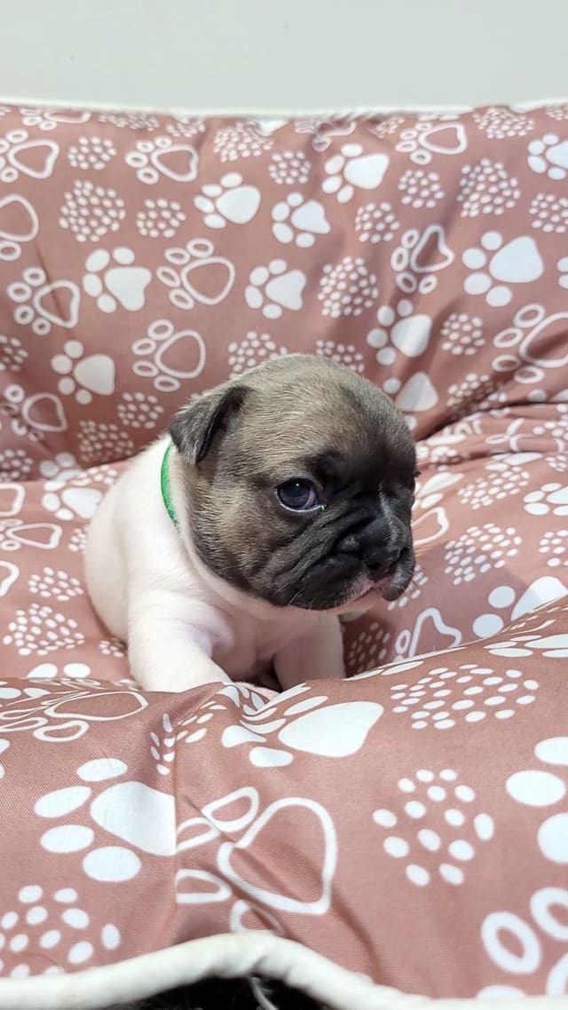 French Bulldog Puppies media 22
