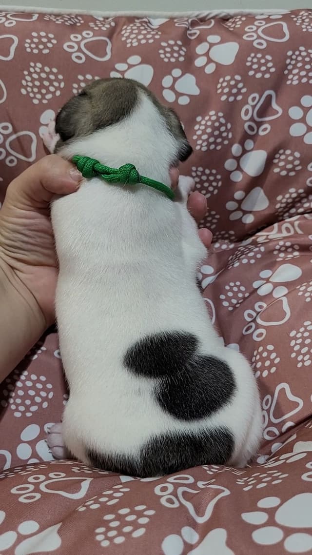 French Bulldog Puppies media 23
