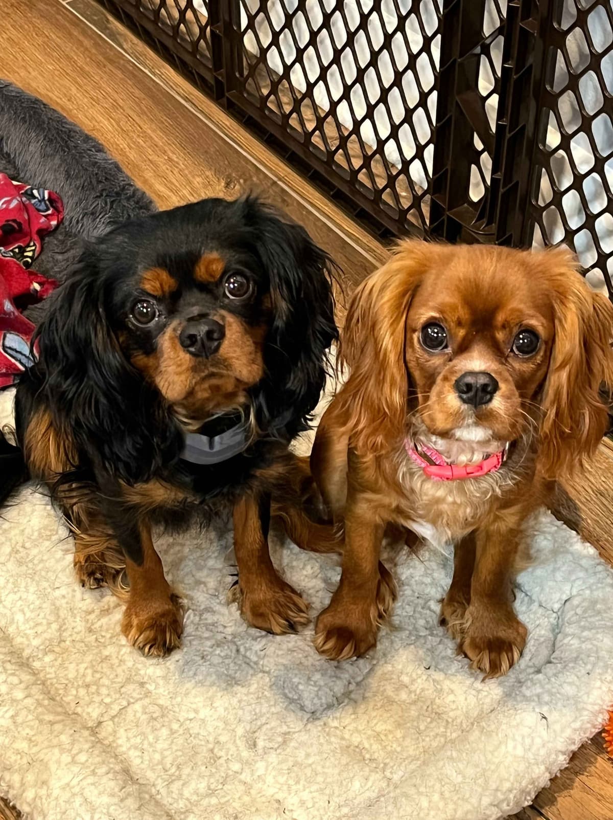 Cavalier King Charles Spaniel Puppies breeder image 1