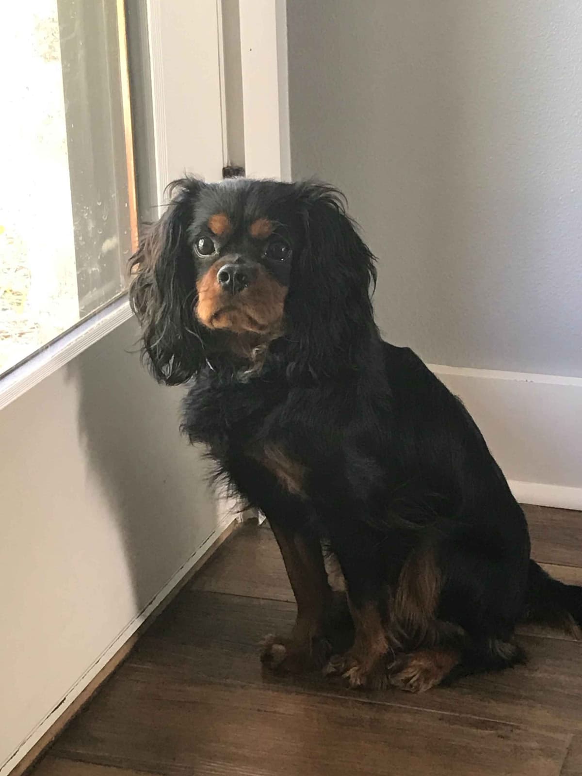 Cavalier King Charles Spaniel Puppies breeder image 2