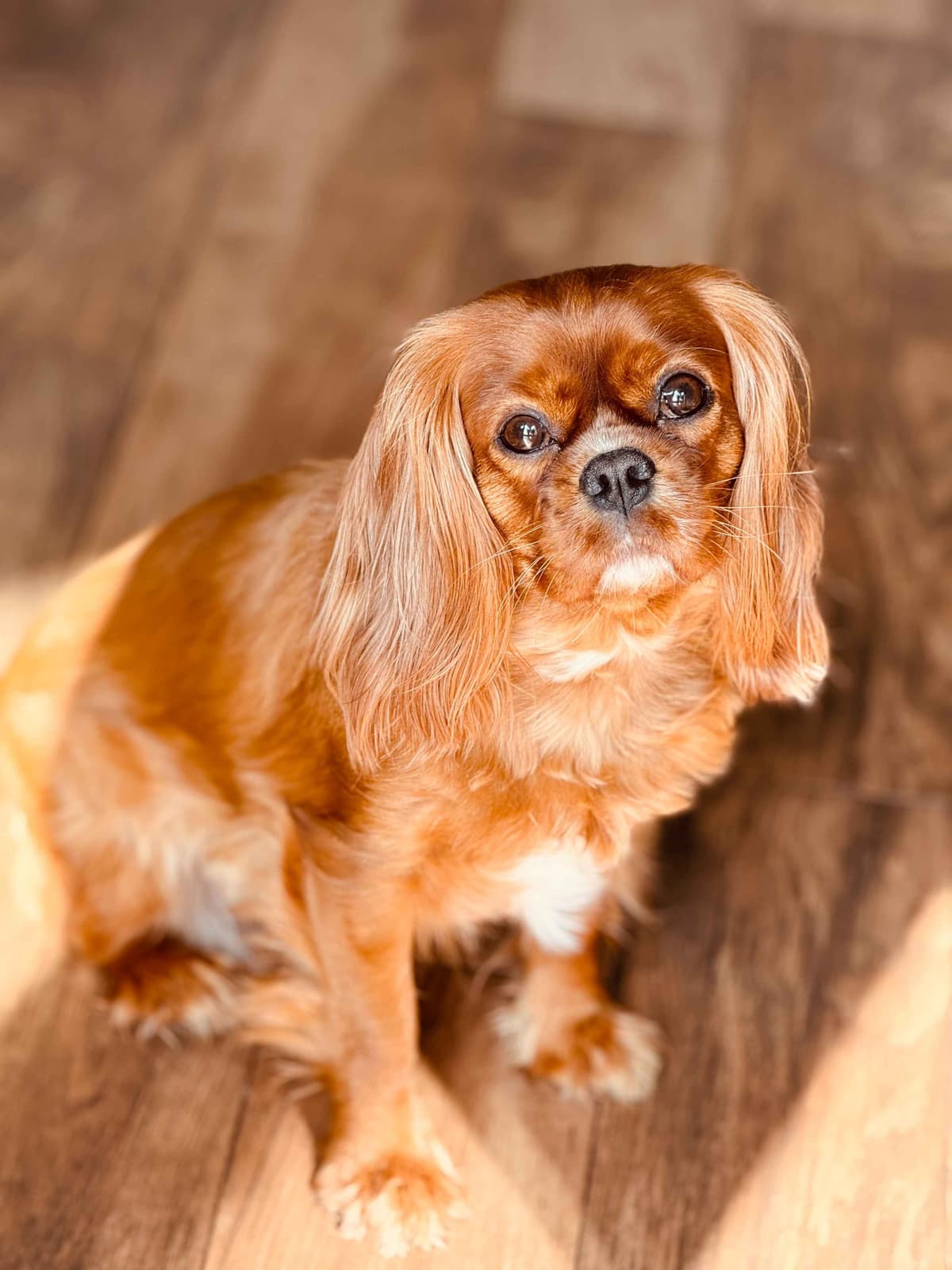 Cavalier King Charles Spaniel Puppies breeder image 3
