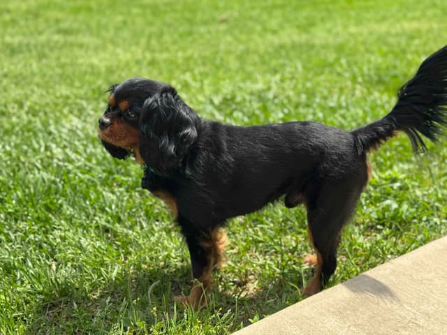 Cavalier King Charles Spaniel Puppies media 2