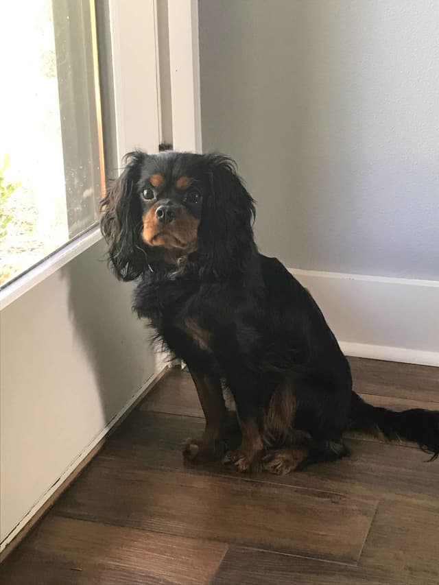 Cavalier King Charles Spaniel Puppies media 3