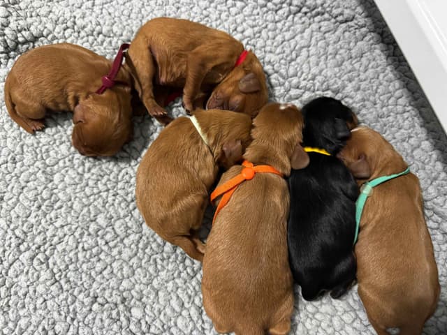 Cavalier King Charles Spaniel Puppies media 4