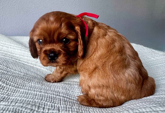Cavalier King Charles Spaniel Puppies media 10
