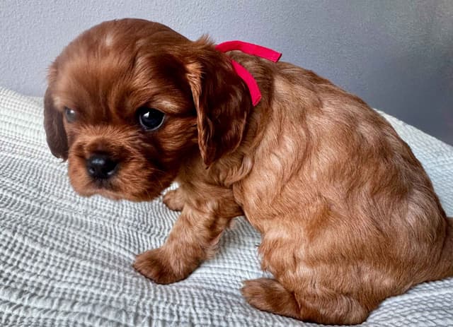 Cavalier King Charles Spaniel Puppies media 11