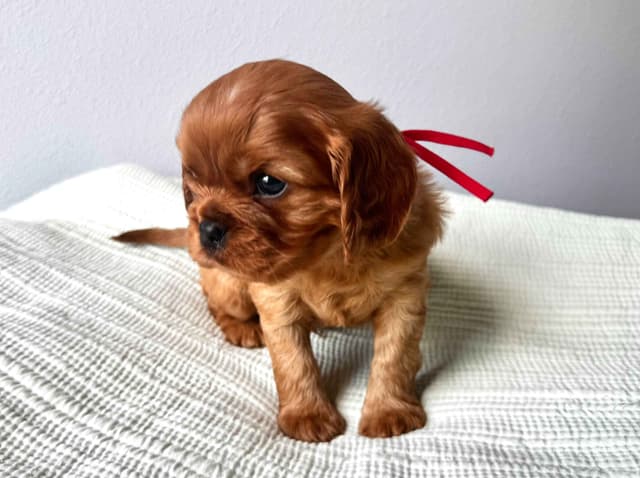 Cavalier King Charles Spaniel Puppies media 9