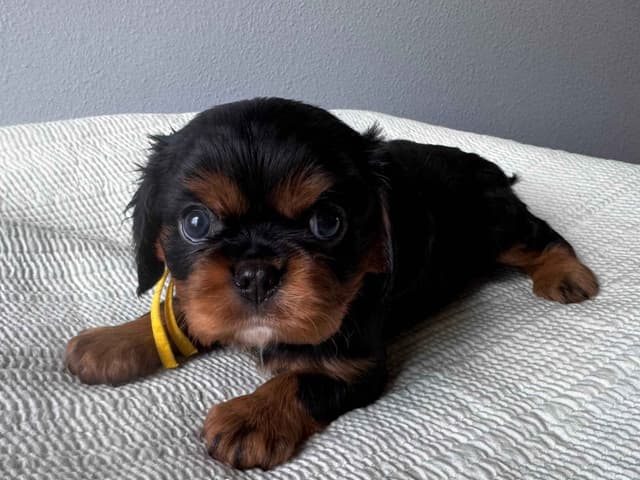 Cavalier King Charles Spaniel Puppies media 8