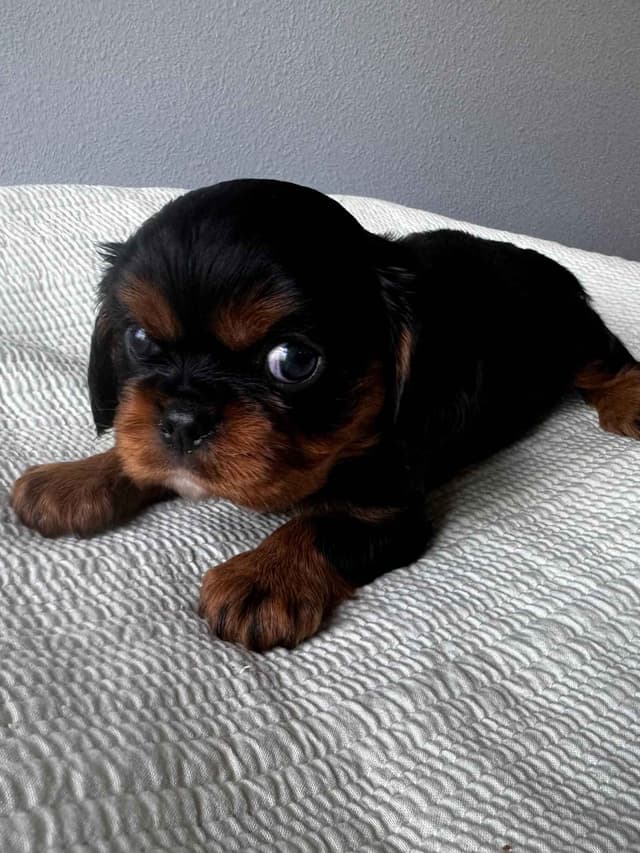 Cavalier King Charles Spaniel Puppies media 6
