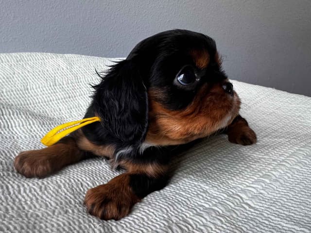 Cavalier King Charles Spaniel Puppies media 7