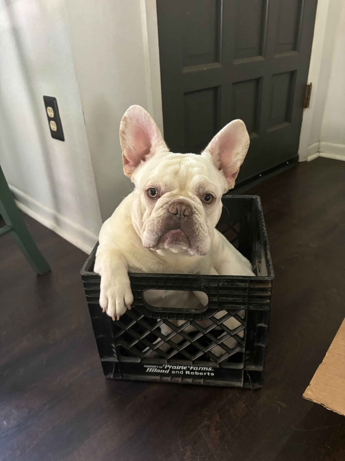 French Bulldog Puppies breeder image 3