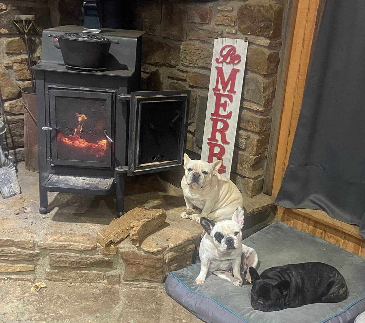 French Bulldog Puppies breeder image 4