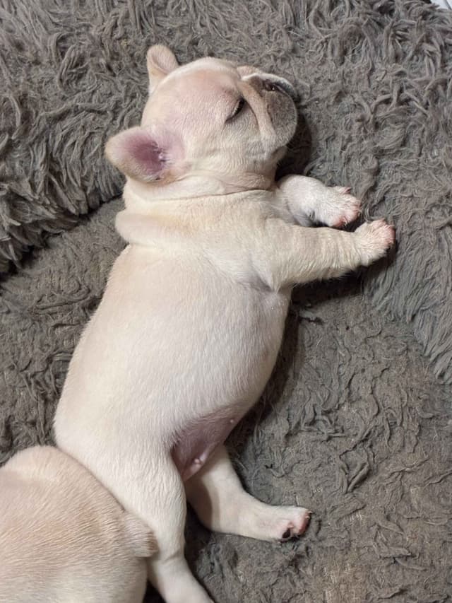 French Bulldog Puppies media 2
