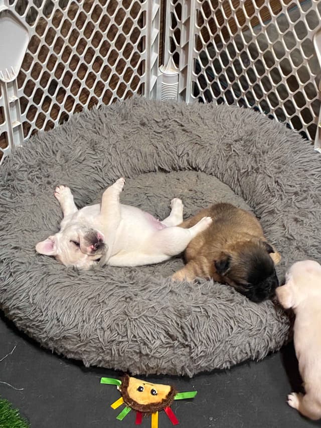 French Bulldog Puppies media 3