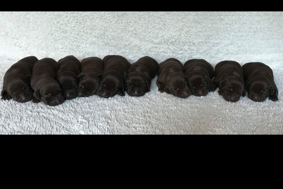 HRCH Take A Peek At Sleek QA2 & Vic Yellow & Black Lab Pups! breeder image 2