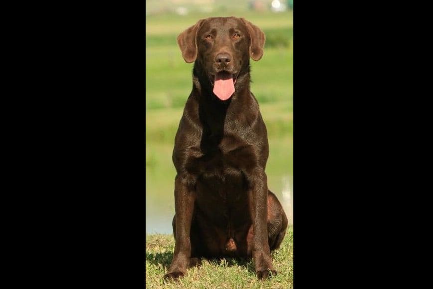 HRCH Take A Peek At Sleek QA2 & Vic Yellow & Black Lab Pups! breeder image 3