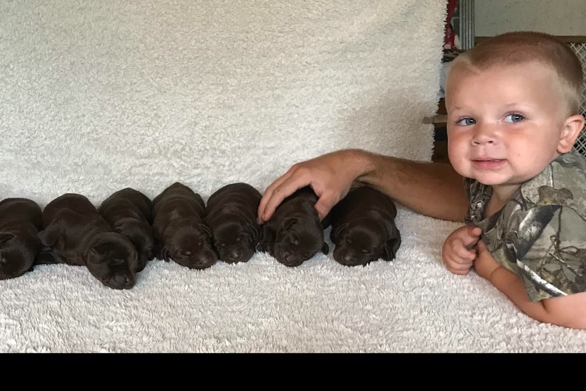 HRCH Take A Peek At Sleek QA2 & Vic Yellow & Black Lab Pups! breeder image 8