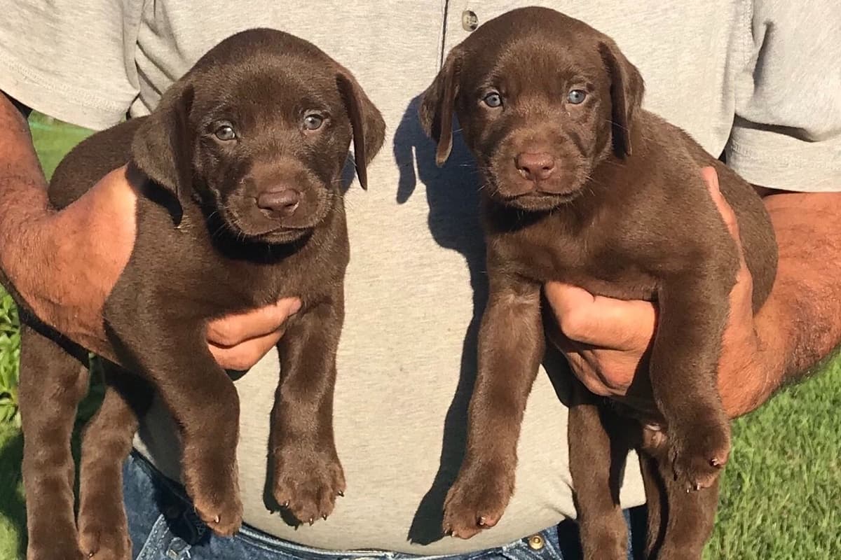 HRCH Take A Peek At Sleek QA2 & Vic Yellow & Black Lab Pups! breeder image 9