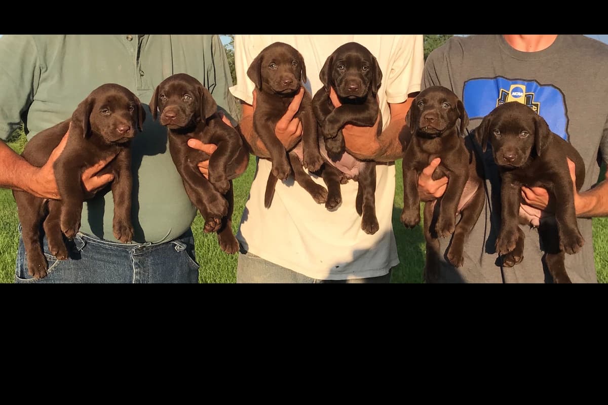 HRCH Take A Peek At Sleek QA2 & Vic Yellow & Black Lab Pups! breeder image 10