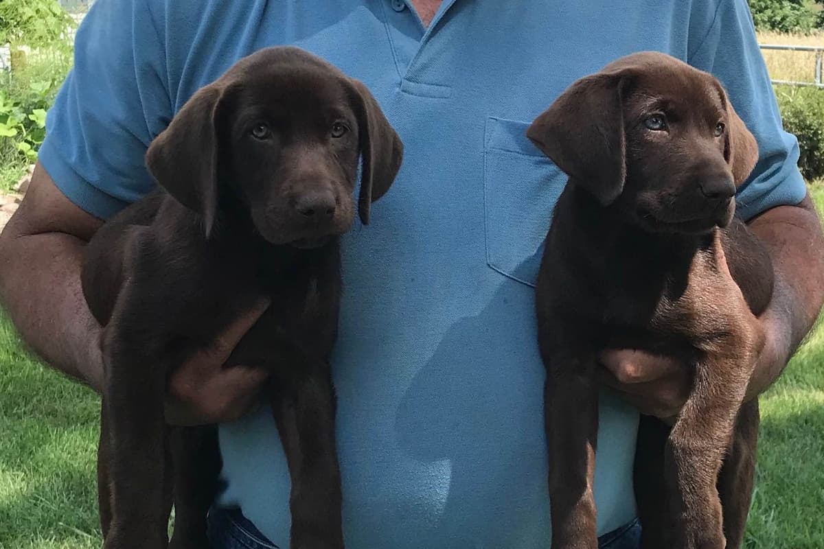 HRCH Take A Peek At Sleek QA2 & Vic Yellow & Black Lab Pups! breeder image 1