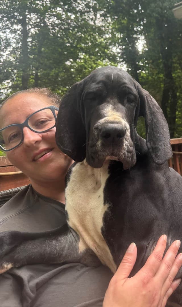 Great Dane Puppies media 2