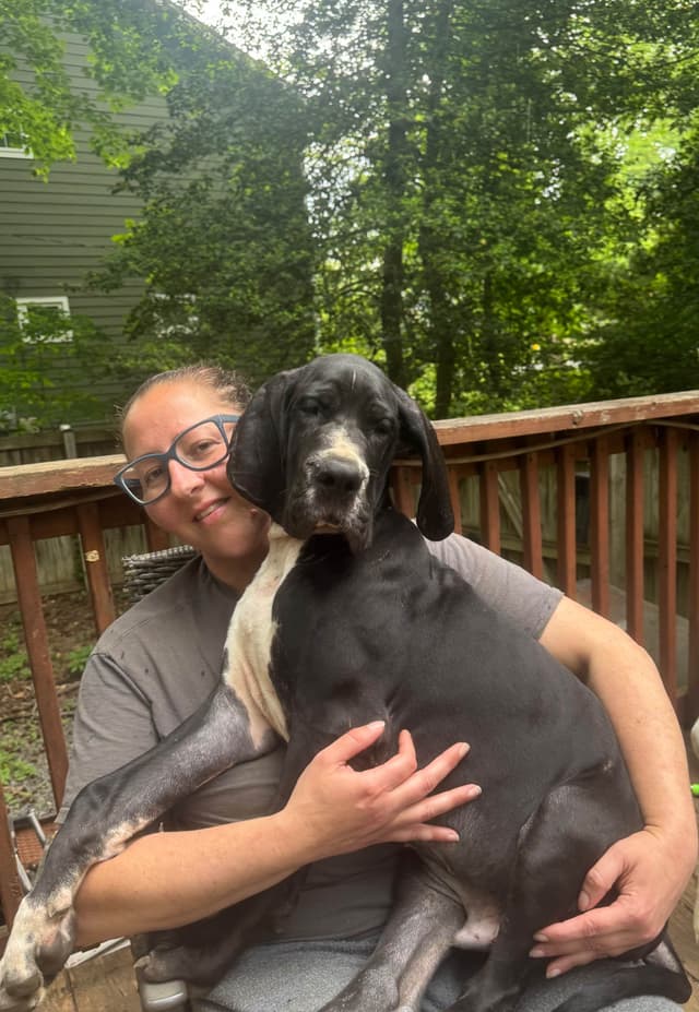 Great Dane Puppies media 4