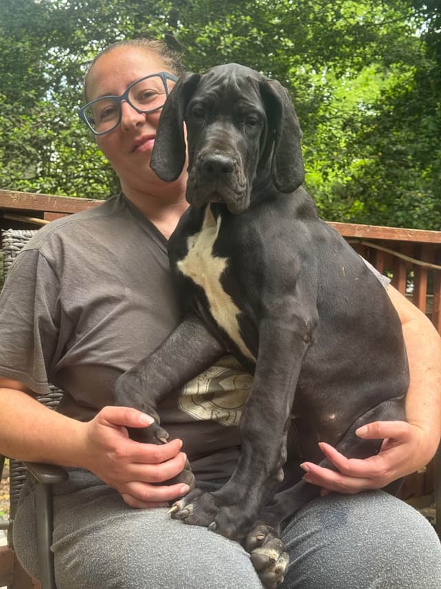 Great Dane Puppies media 5