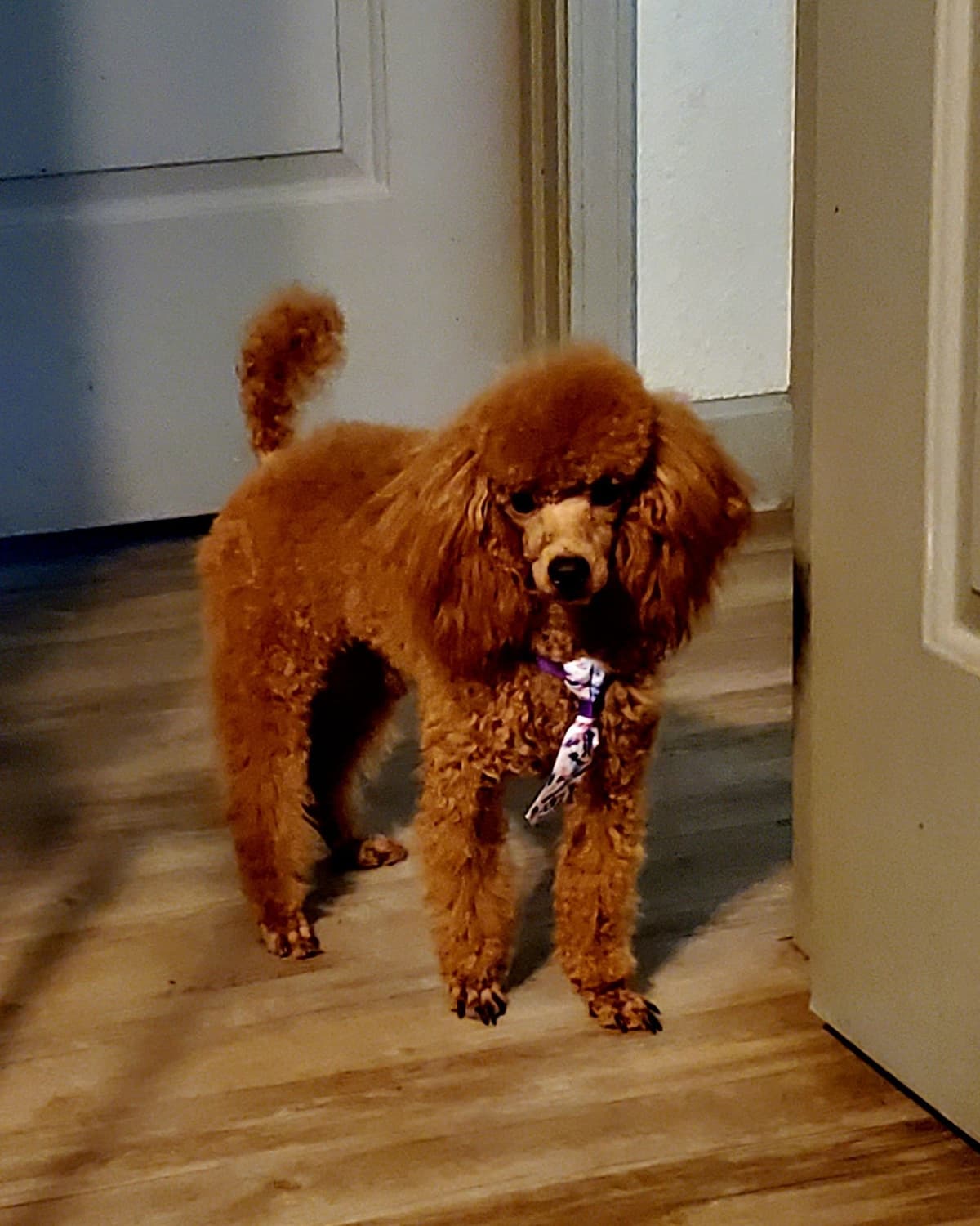 Dark Red Toy Poodle Puppies breeder image 1